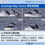 GBHK好去處 - 22 Greyhope Bay Centre 特色逐個看 (1) 可站在岸上觀賞海豚 遊客於全年大部分時間都可以在 Greyhope Bay Centre看到寬吻海豚在 Aberdeen 海港的入口處覓食、跳躍和玩耍。無需使用望遠鏡，直接站在岸上就看到！