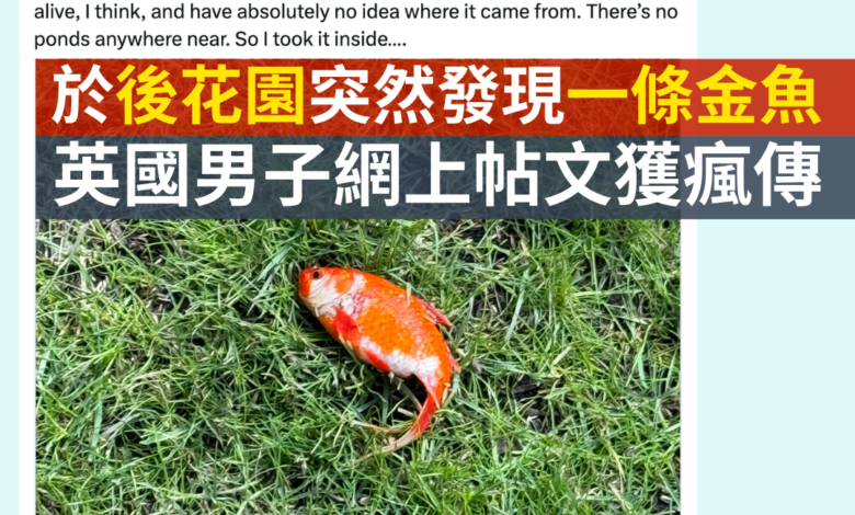 於後花園突然發現一條金魚 英國男子網上帖文獲瘋傳